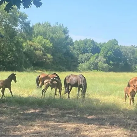 El Caseron De El Bosque Candeleda